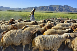 تولید ۱۲۰ نوع محصول در بین عشایر استان ایلام