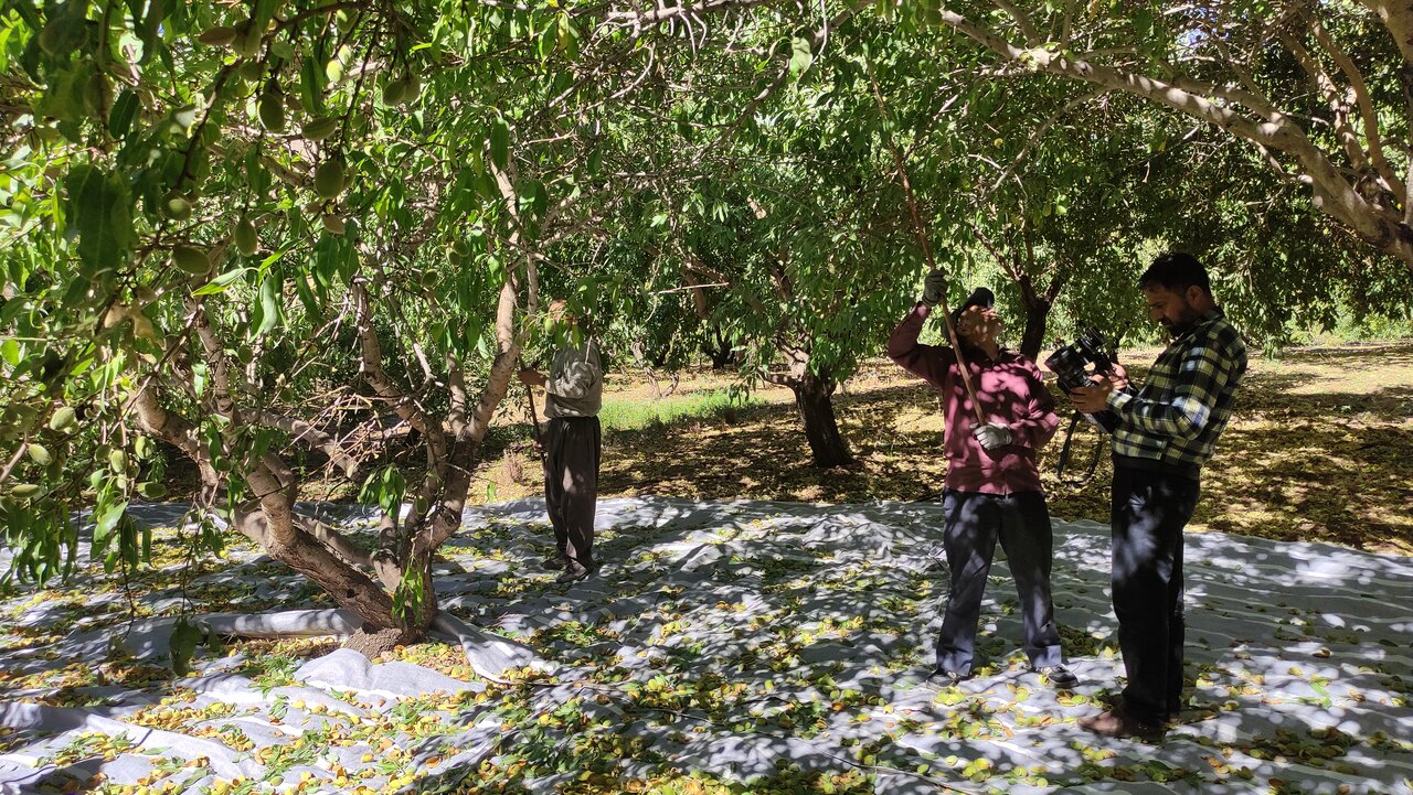 فرآوری و صادرات محصولات کشاورزی ضعیف است