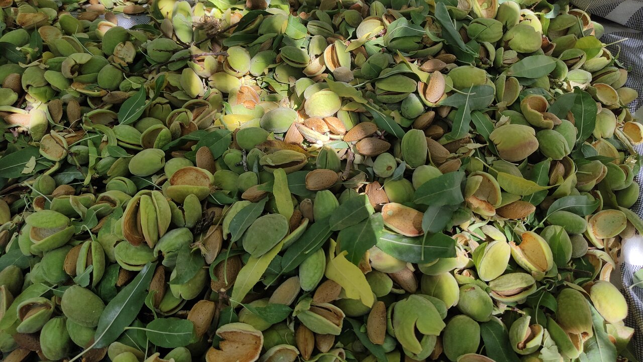 فرآوری و صادرات محصولات کشاورزی ضعیف است