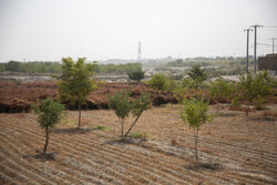 کاشت یک میلیارد درخت به ۲۰۰ میلیون مترمکعب آب نیاز دارد