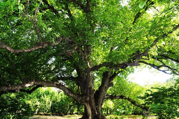 آماده‌سازی پروند ثبت ملی ۶ اصله درخت گردو و ۲ قلعه تاریخی بافت