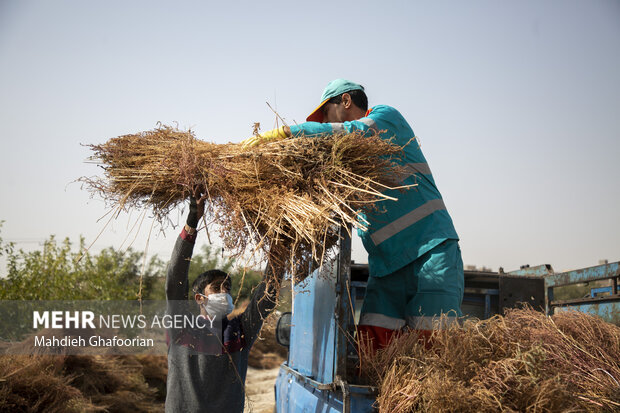 کاشت گیاه جارو در حاشیه کشف‌رود مشهد