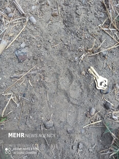 ردپای پلنگ ایرانی در زیستگاههای آزاد نائین ثبت شد