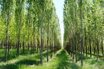 شناسایی ۲۹۰ هزار هکتار زمین در خوزستان برای زراعت چوب