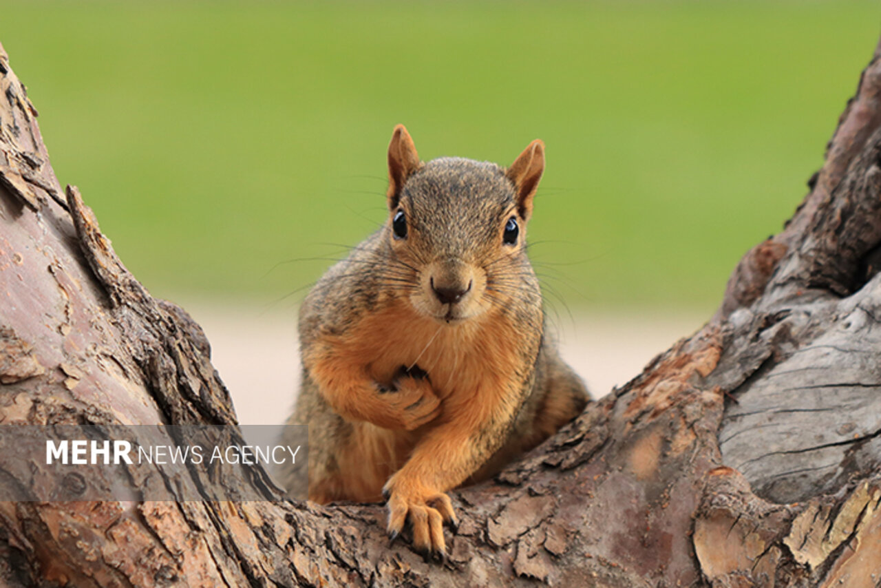 هموطن «سنجاب» نخر!