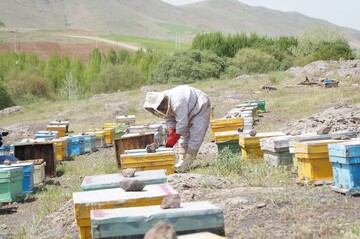 تحقق ۱۰۰ درصدی اشتغال در بخش کشاورزی استان قزوین