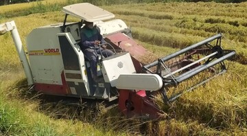 برداشت برنج در بیش از یکهزار و ۸۰۰ هکتار از زمین های چرام آغاز شد