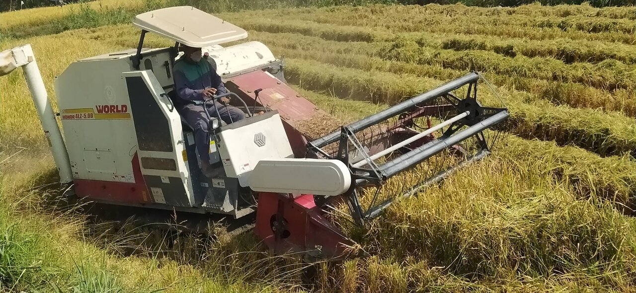 داستان تکراری دپوی برنج در انبارها/ آرزوهایی که محقق نمی شود