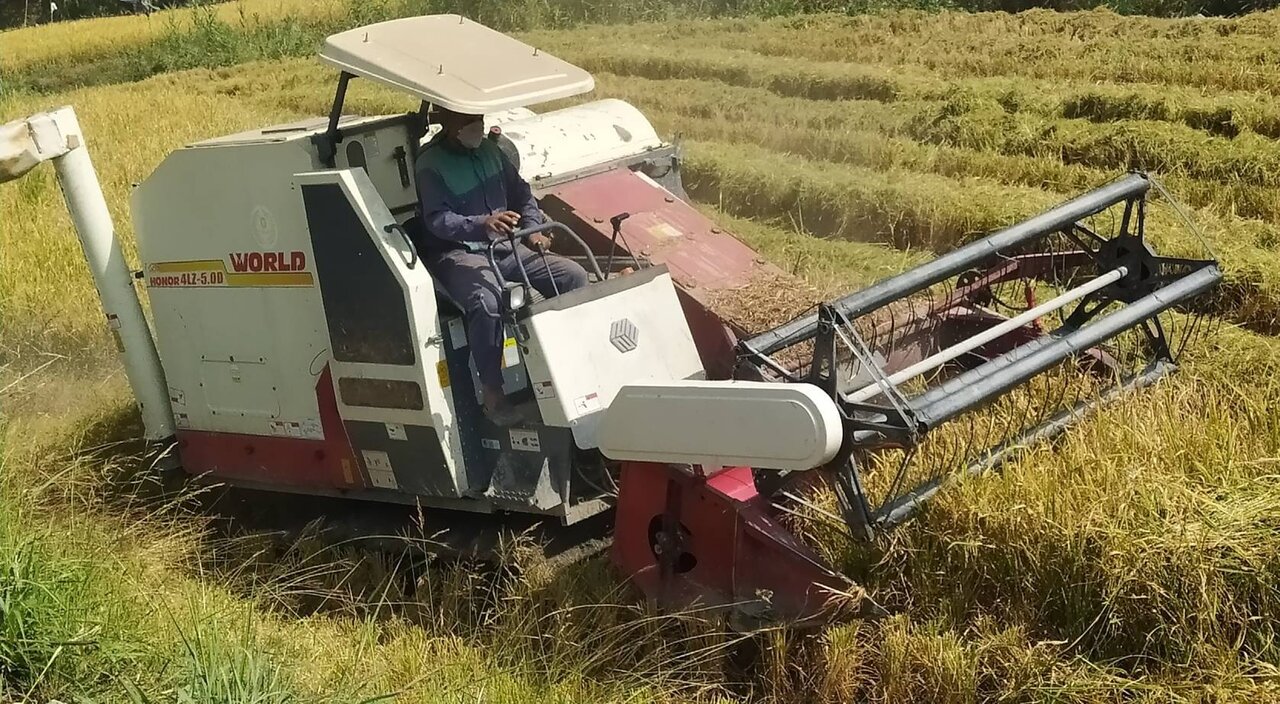 برداشت برنج در بیش از یکهزار و ۸۰۰ هکتار از زمین های چرام آغاز شد