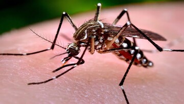تهدید اروپا با بیماری های منتقله از پشه