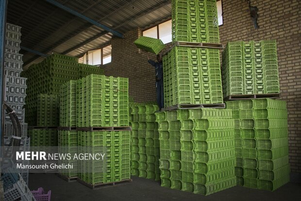 ۳۵ قلم کالا از مازندران به عراق صادر شد