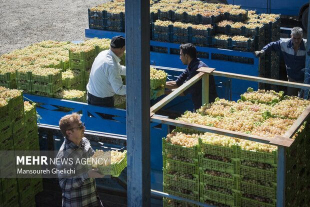 انگور شاهرود پشت درب صادرات