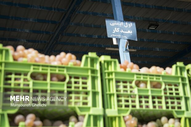 انگور شاهرود پشت درب صادرات