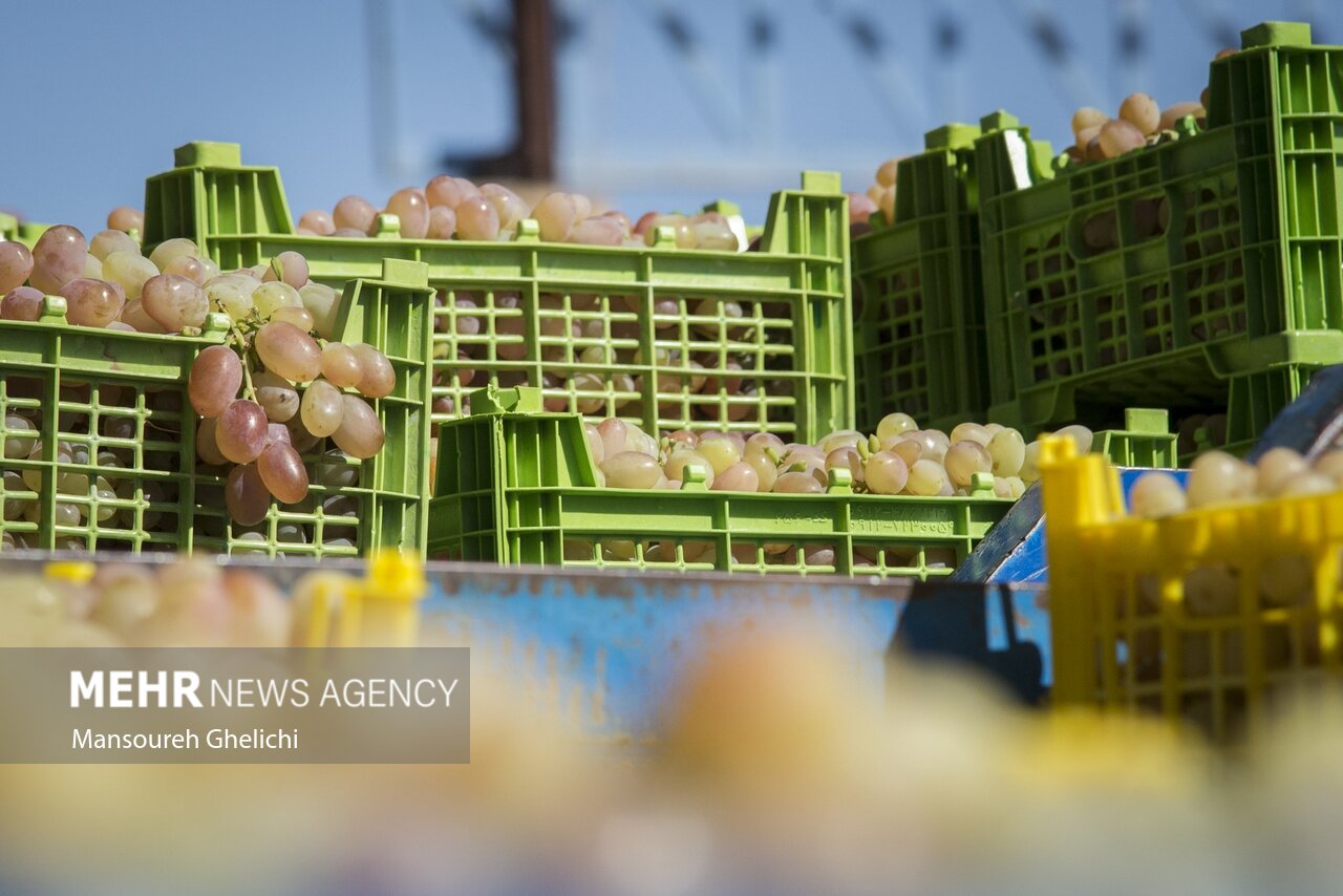 کشمش خلیلآباد؛ سرمایهای ملی زیر سایه خشکسالی و بیثباتی بازار