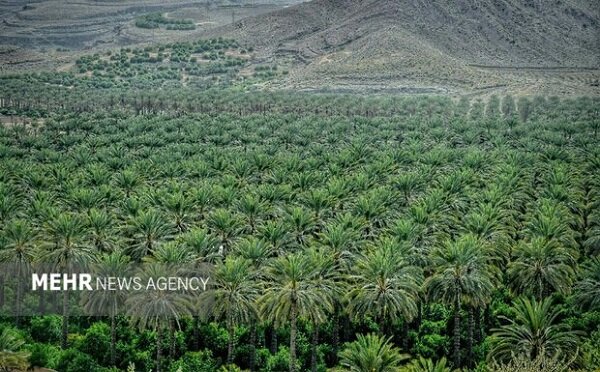 بوشهر؛ مقصدی ایدهآل برای فرار از سرمای زمستان