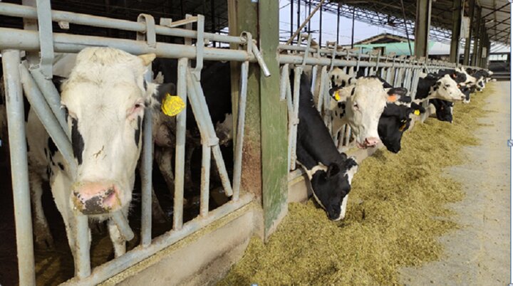 اهمیت فرموله کردن جیره برای گاوهای شیری