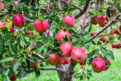 چالش باغداران اهر با بیمه کشاورزی/قطب سیب کشور درگیر مشکلات است