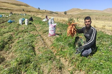 کشت هویج در  ۲۰۰ هکتار از اراضی چهارمحال و بختیاری