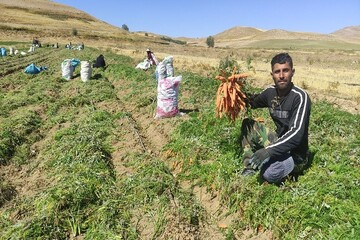 بازار مصرف هویج مزارع شهرستان بن در استان‌های تهران، اصفهان و کرج