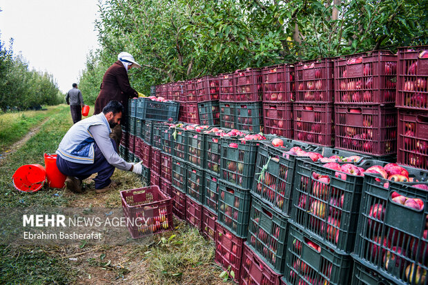 İran'dan Hindistan'a elma ihracatı başladı
