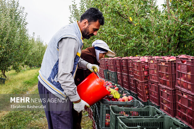 تولیدکنندگان سیب دماوند آماده مشارکت در جهش تولید