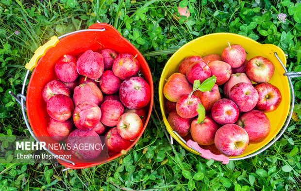 تولیدکنندگان سیب دماوند آماده مشارکت در جهش تولید