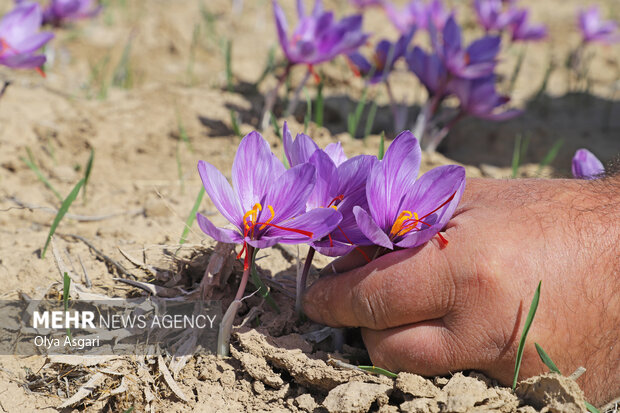 زعفران در بورس، کشاورز در بن‌بست؛ طلای سرخ در دوراهی صادرات و فرآوری