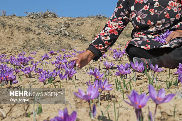 برداشت زعفران روستای وامنان آزادشهر استان گلستان