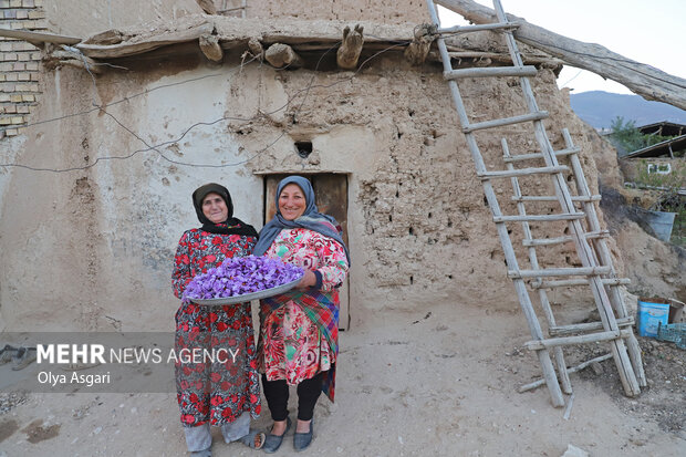 برداشت زعفران روستای وامنان آزادشهر استان گلستان