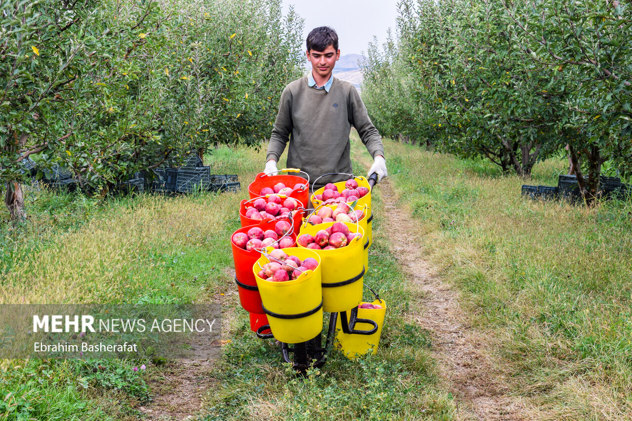 انباشت سیبهای درختی در کنار جاده ها و ثروتی که به باد می رود