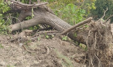شهرداری یاسوج درختان را برای زمین تعاونی کارکنانش قلع و قمع کرد