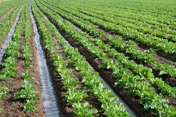 «همیشه سبز» در دل خشکسالی! 2