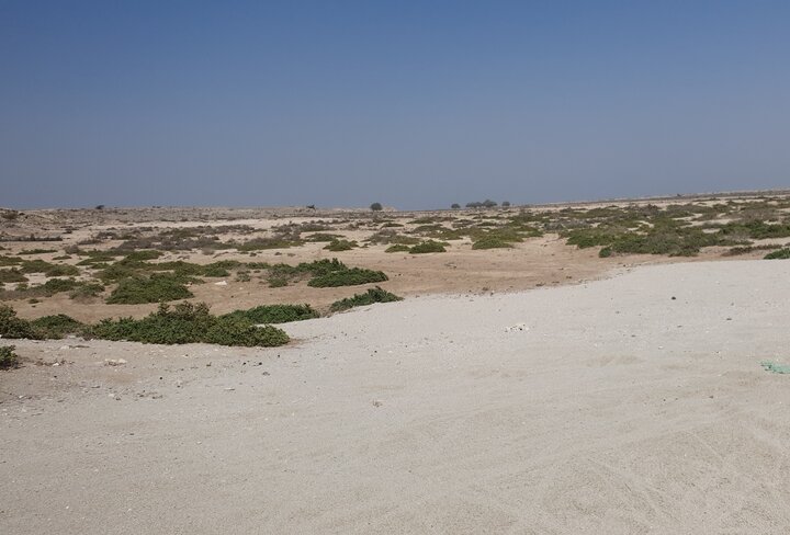 جاذبههای جزیره کوچک «شاخاب پارس»/ساحل صدفی و قلب آبی هندروابی