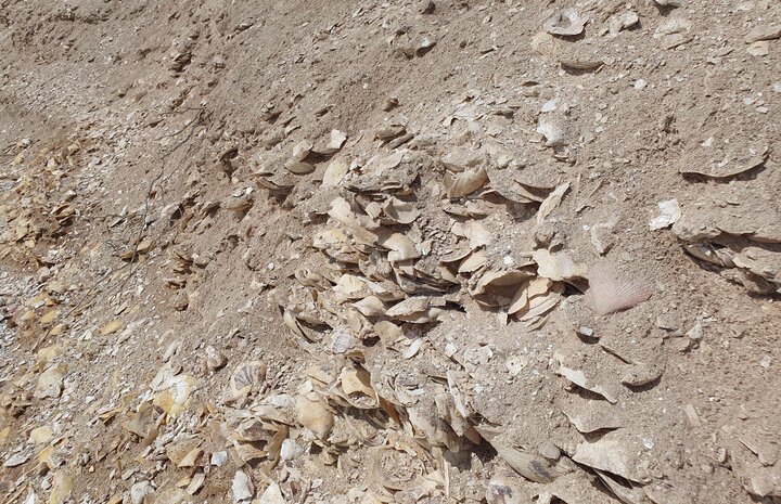 جاذبههای جزیره کوچک «شاخاب پارس»/ساحل صدفی و قلب آبی هندروابی