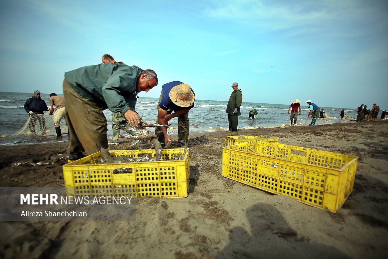 گیلان پیشتاز احیای ذخایر آبزی؛ صید ماهیان استخوانی ۴۰ درصد رشد کرد