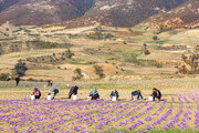 کشت زعفران در ماهنشان توسعه می یابد