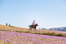 Saffron harvest in Vamenan village