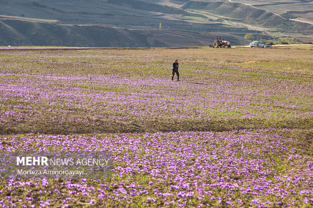 برداشت زعفران در روستای «وامنان»