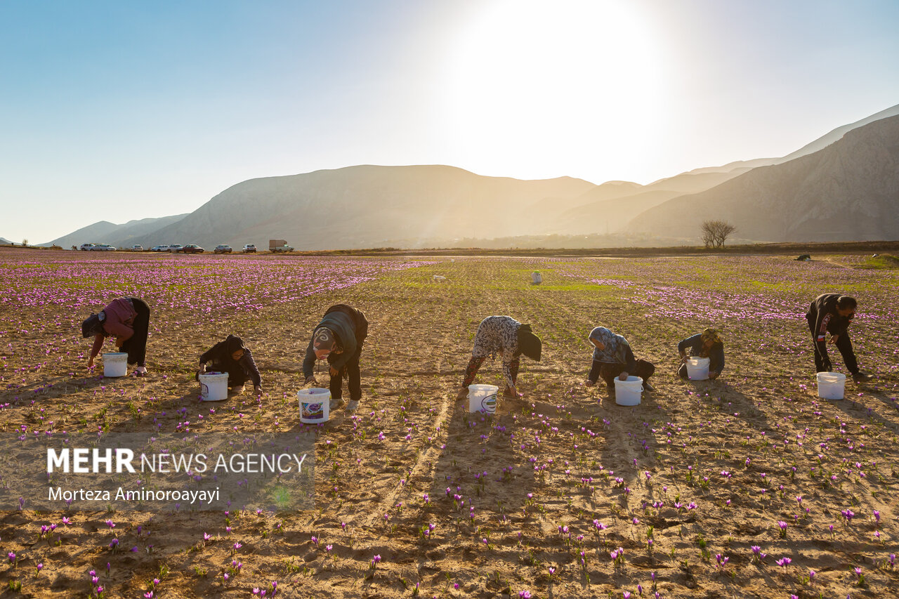 جیغ بنفش زعفرانکاران کویر؛ هشدار برای آینده طلای سرخ ایران
