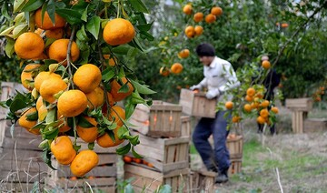 برداشت مرکبات از باغ موقوفه ساری