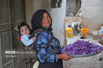 رتبه نخست در جشنواره عکس زعفران