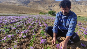 کشت زعفران در خراسان شمالی رو به افزایش است