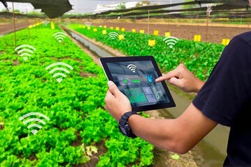 توسعه «سامانه پایش کشاورزی» بر مبنای هوش مصنوعی/ رفع نیاز تحریمی به تصاویر با رزولوشن تا ۸۰ درصد
