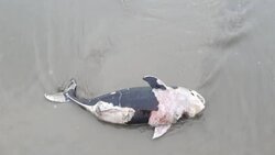 تلف شدن نهنگ «پورپویز» در ساحل بندرعباس
