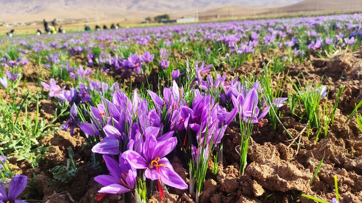 تهدیدی خاموش برای طلای سرخ؛ تبدیل مزارع زعفران به ویلا در رباطکریم