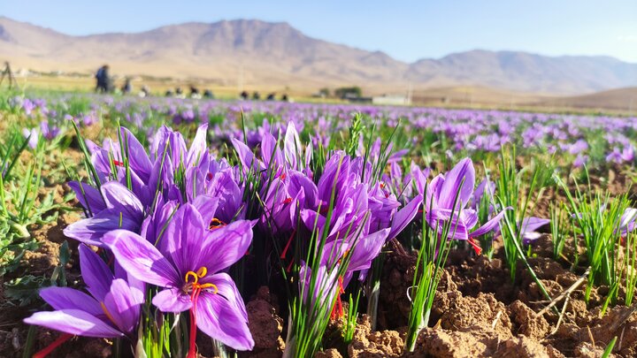 رویش گل‌های زعفران در بهاباد
