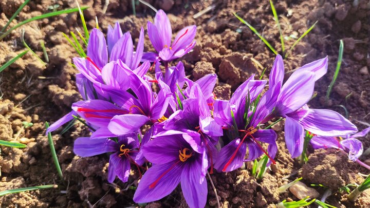 رتبه هشتم گلستان در کاشت زعفران/ حذف دلالان با خرید تضمینی