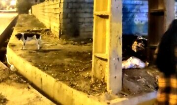 جولان سگ های ولگرد در شهر دهدشت/ شهرداری پیگیری کند