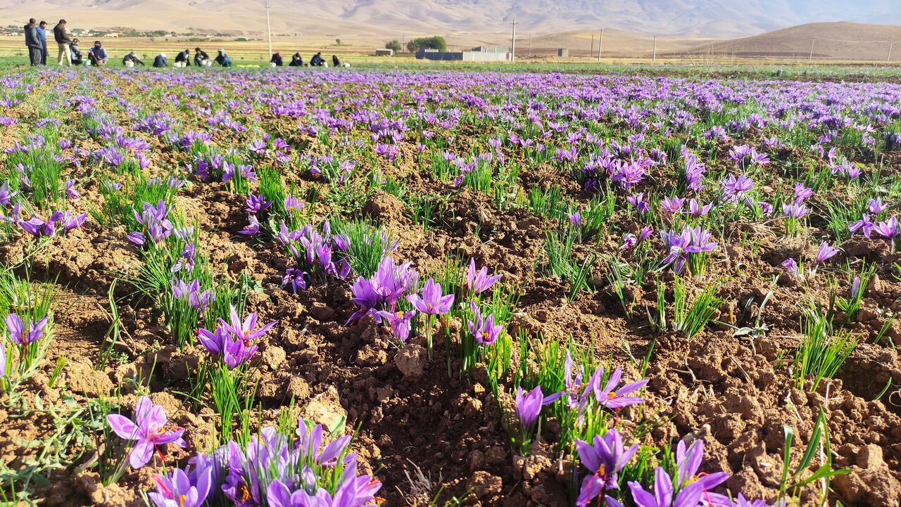 برداشت زعفران از مزارع آذربایجان غربی آغاز شد