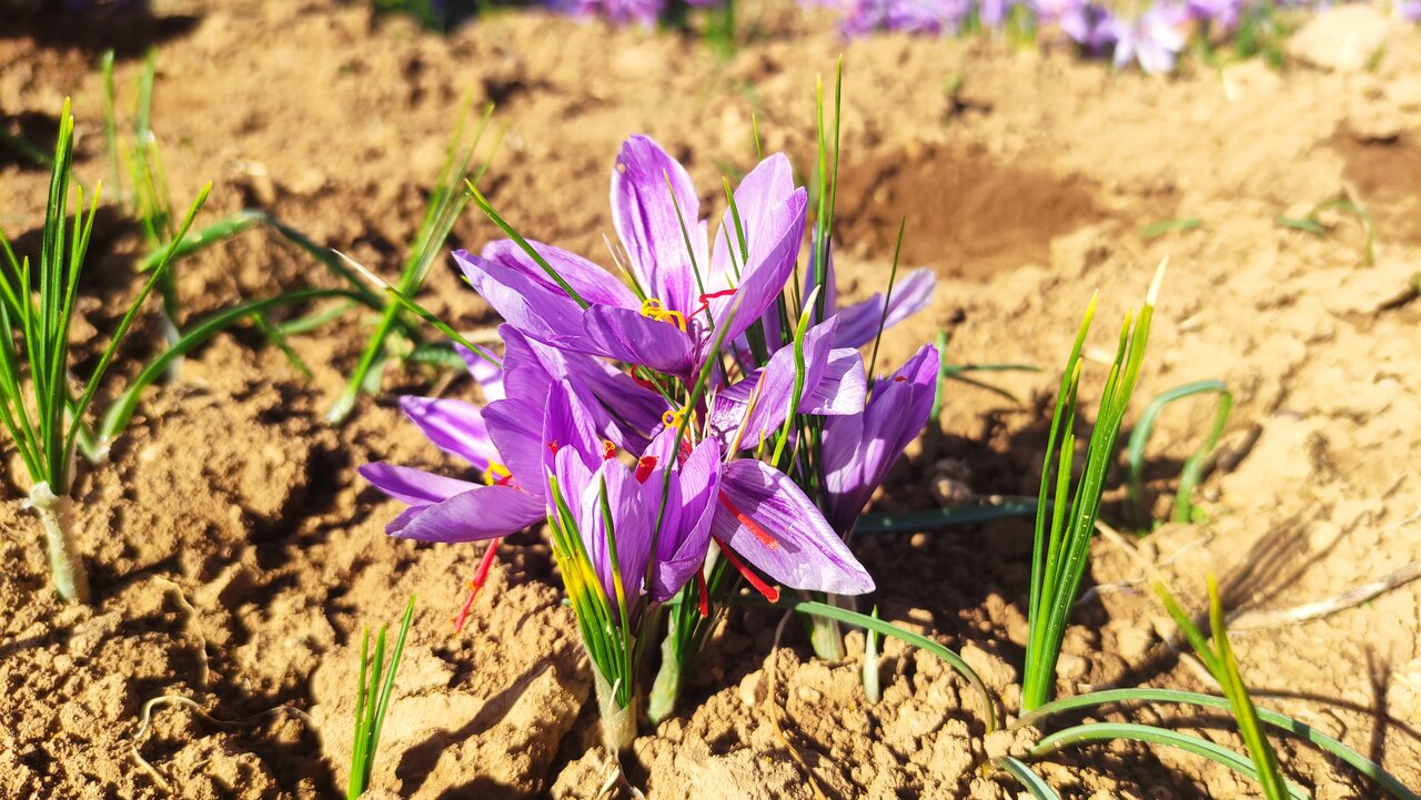 عیار بالای طلای سرخ بام ایران